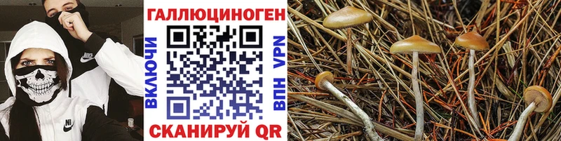 Галлюциногенные грибы ЛСД  Благовещенск 